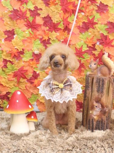 20241119ラムちゃん